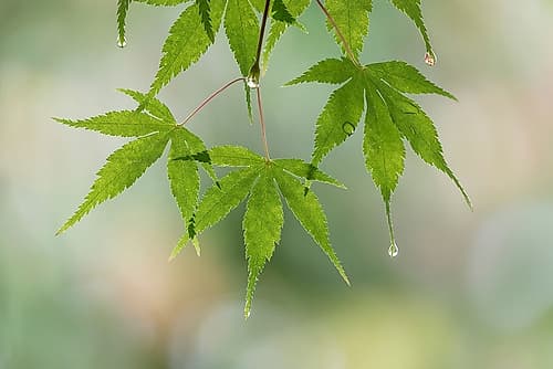 Washington-Seabeck Raindrops on Japanese maple leaves Art japonais reproduction